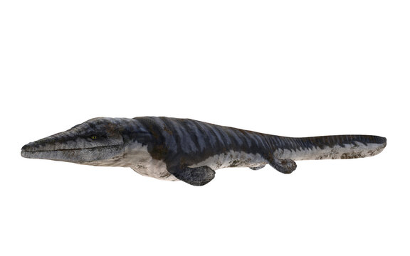 tylosaurus dinosaur on white background