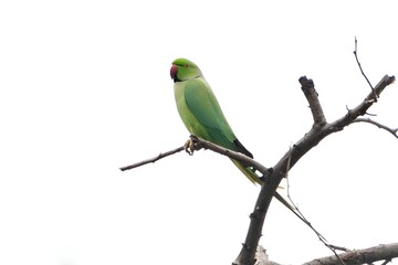 rose-ringed parakeet (Psittacula krameri)