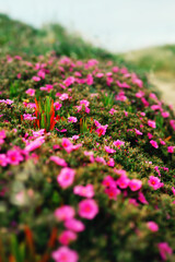 Beautiful fresh blooming wild small pink flowers near footpath in the mountains, vertical orientation