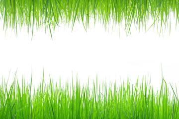 The bright green rice plants are flourishing against a white background.