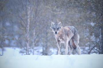 Shy gray wolf displaying in the white winter snow storm in the forest at night