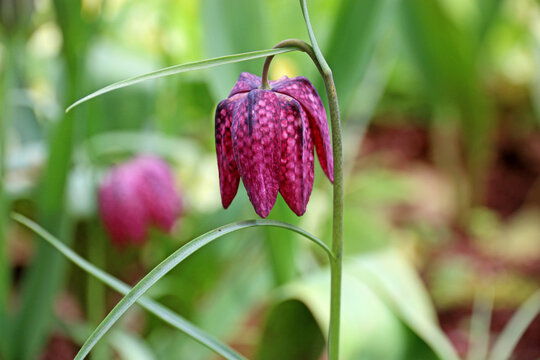 	
Fritillary flowering in the Spring	