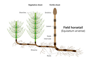 Field horsetail (Equisetum arvense). Vector illustration.