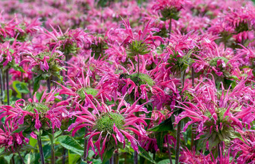Fototapeta premium Monarda, also known as bergamot, bee balm, horsemint, oswego tea. Mass planting background.