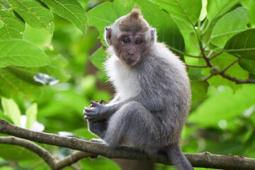 Naklejka na ściany i meble Monkey in tropical forest - Ubud, Bali, Indonesia
