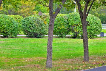 Alley of the city park on an autumn morning