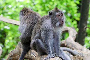 Naklejka na ściany i meble Two monkeys sitting on log in tropical forest - Ubud, Bali, Indonesia