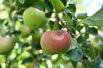 An apple affected by the disease on a branch of an apple tree in the garden. Rotten quince apple on the fruit tree