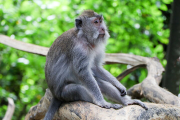 Naklejka na ściany i meble Monkey in tropical forest - Ubud, Bali, Indonesia