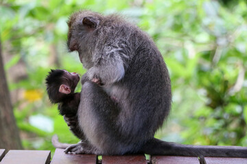 Mother monkey and her baby monkey gazing at each other while holding each other in a tropical Indonesian forest - Ubud, Bali, Indonesia