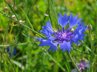 bright blue flowers of the cornflower also known as bachelor's button