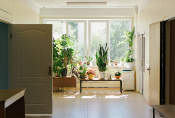 Sun lit hospital coridor with many green flowers. Empty reception department with opened doors. Health, taking care, hope 