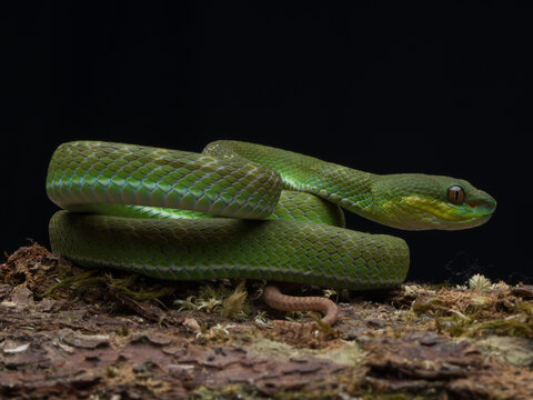 snake in a tree