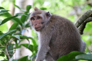Monkey gazing at camera in tropical forest - Ubud, Bali, Indonesia