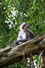 Monkey scratching his head on a branch in a tropical forest - Ubud, Bali, Indonesia