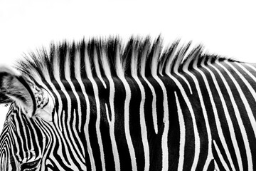 Fototapeta na wymiar Zebra strips graphical high keyg