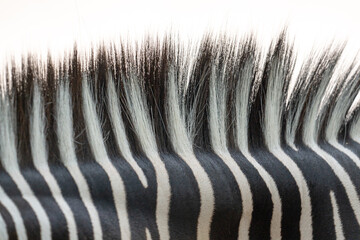 Close up of Zebra main high key