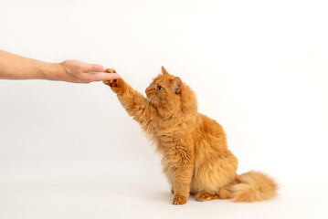 red cat eats from the hands. the cat raised its paw to eat the delicious food from the human hand. pet training and encouragement