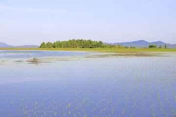 田植えの終わった田んぼ