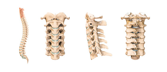 Accurate human cervical vertebrae or bones isolated on white background 3D rendering illustration. Anterior, lateral and posterior views. Anatomy, medical, osteology, healthcare, science concept. - obrazy, fototapety, plakaty