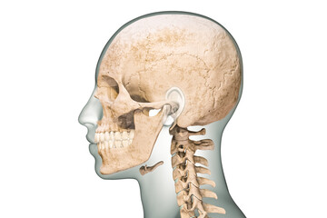 Lateral or profile view of human skull bones with cervical vertebrae and body contours 3D rendering illustration isolated on white background. Anatomy, medical chart, osteology, biology concept. © Matthieu