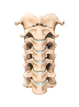 Anterior or front view of the seven human cervical vertebrae isolated on white background 3D rendering illustration. Anatomy, osteology, blank medical chart concept.