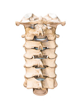 Posterior or rear or back view of the seven human cervical vertebrae isolated on white background 3D rendering illustration. Anatomy, osteology, blank medical chart concept.
