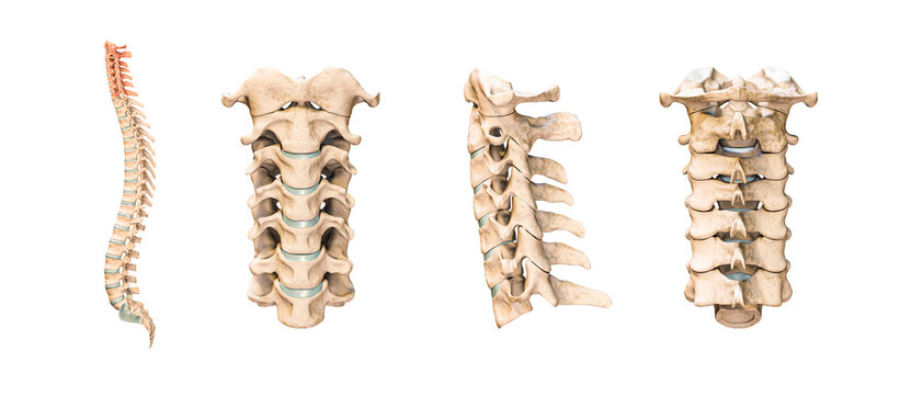 Accurate human cervical vertebrae or bones isolated on white background 3D rendering illustration. Anterior, lateral and posterior views. Anatomy, medical, osteology, healthcare, science concept.