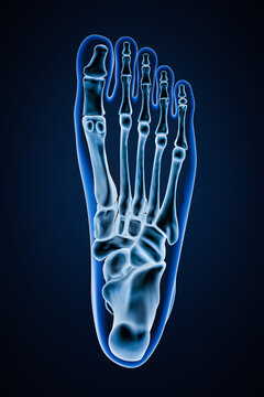 Inferior or bottom view of accurate human left foot bones with body contours on blue background 3D rendering illustration. Anatomy, osteology, orthopedics concept.