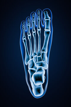 Superior or top view of accurate human left foot bones with body contours on blue background 3D rendering illustration. Anatomy, osteology, orthopedics concept.