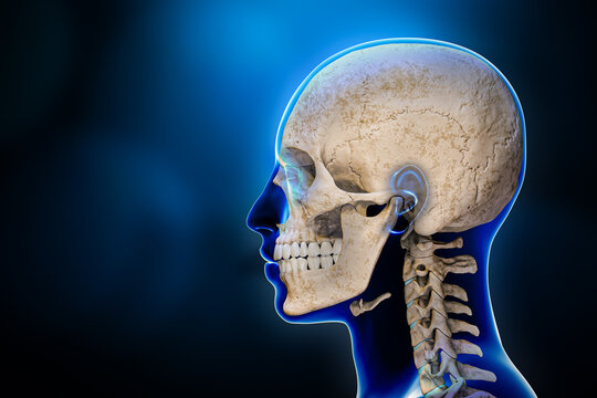 Lateral or profile view of human skull bones with cervical vertebrae and male body contours 3D rendering illustration on blue background. Anatomy, medical chart, osteology, science, biology concept.