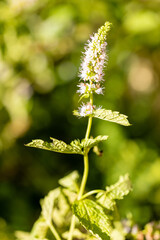mint flowers grown in a garden