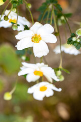 Fototapeta premium Anemone Hupehensis flowers grown in a garden