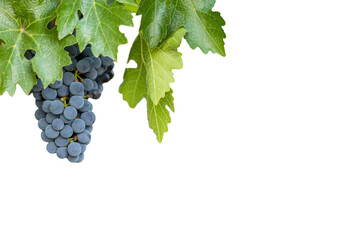 Dark blue grape with leaves over white. Wet fruit, clipping path. Full depth of field. Ripe blue...