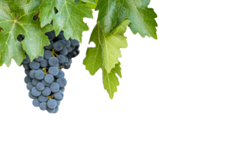 Dark blue grape with leaves over white. Wet fruit, clipping path. Full depth of field. Ripe blue grapes on branch with green leaves isolated on white background. 
