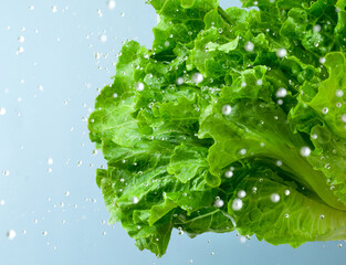 close up of fresh lettuce leaf with water droplet on blue background.