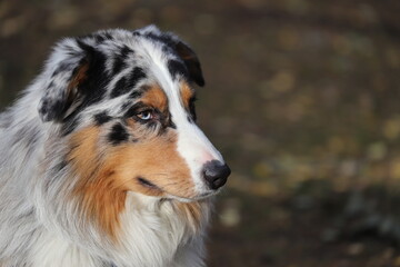Fototapeta premium Portrait of an Australian Shepherd with different eyes. Beautiful dog close-up