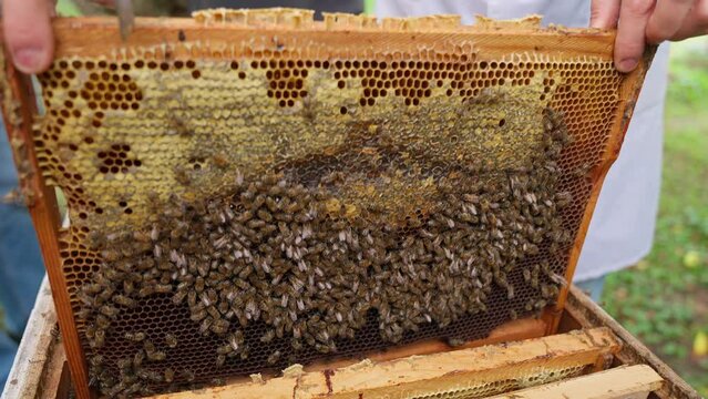 Bees fly and collect honey. The bees are getting ready for winter. Many bees that climb one on one in the evidence. Honey comb.