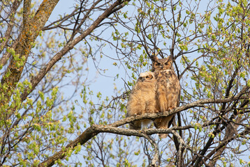 Great horned owl and owlet perched on branch in the forest in spring, Canada