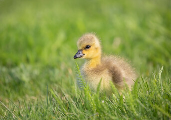 A Canada Goose gosling hunting for food in the grass
