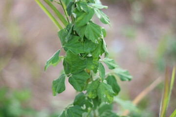 Obraz premium close up of a plant
