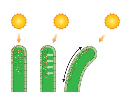 Scientific Designing of Phototropism Process. The Growth of an Organism in Response to a Light Stimulus. Colorful Symbols. Vector Illustration.