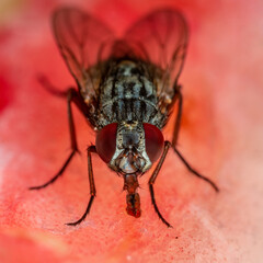 House Fly, Flesh Fly or Meat Fly Sarcophagidae Parasite Insect Pest on Fruit. Danger of Disease Vector, Pathogen Transmission or Infection Germ Spreading