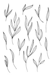 Hand drawn illustration of branches, leaves and flowers. Design elements