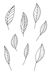 Hand drawn illustration of branches, leaves and flowers. Design elements