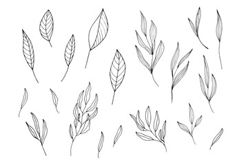 Hand drawn illustration of branches, leaves and flowers. Design elements