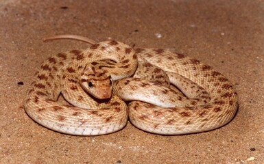 A brown snake close up