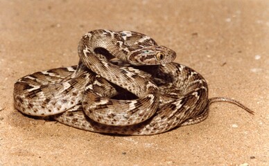 A brown snake closeup on sand