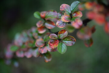 small green-red cotoneaster leaves, cotoneaster branches autumn colors close-up after rain, rich natural autumn background in detail with red berries