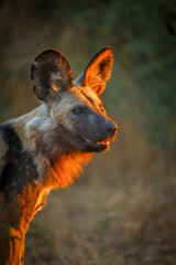 African Wild Dog (Lycaon pictus). Northern Tuli Game Reserve.  Botswana.